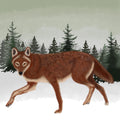 Red Wolf Drawing