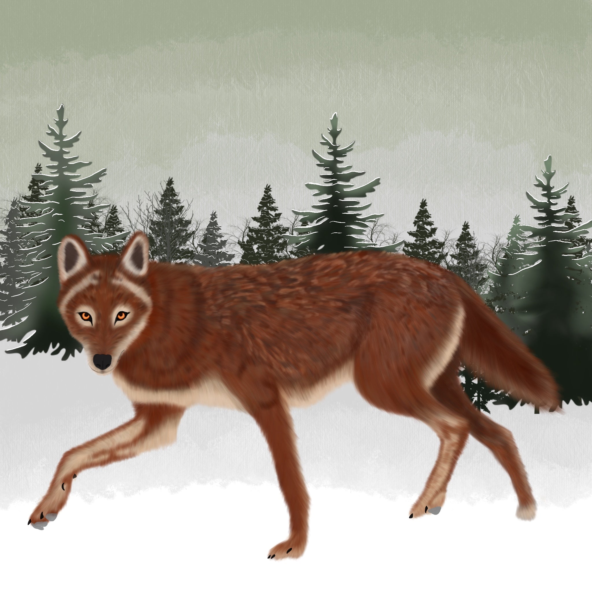Red Wolf Drawing
